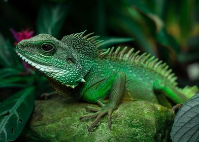 Chinese Water Dragon