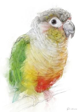 Green-winged Conure