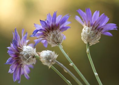 Purple Flowers with Green Stems