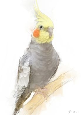 Cockatiel Bird Illustration