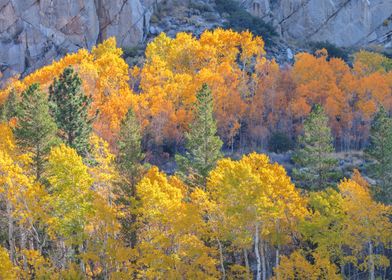 Autumn Forest Landscape