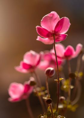 Pink Flowers in Sunlight