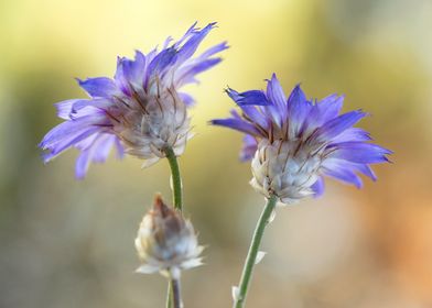 Purple Flowers in Bloom