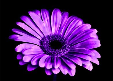 Purple Gerbera Daisy