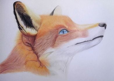 Blue Eye Fox Portrait Drawing