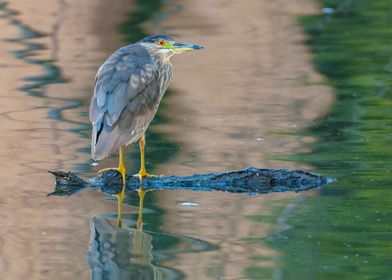 Black-crowned Night Heron on Log