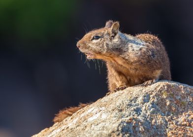 Squirrel on Rock