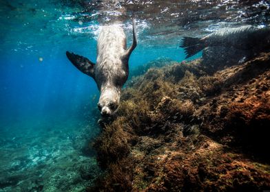 Galapagos sea lions playing underwater