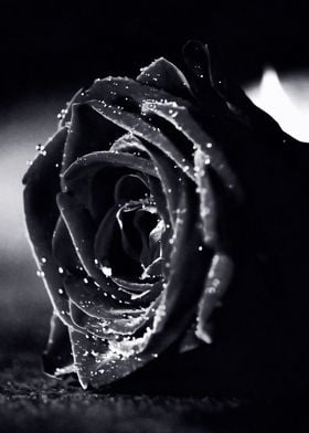 Black Rose with Dewdrops