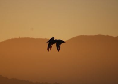 Pelican at Sunset