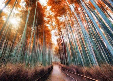 autumn bamboo forest shady with sunlight at Arashiyama