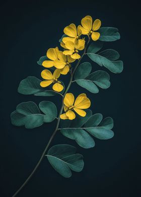 Yellow Flowers on Branch