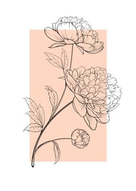 Line Art Peony Flowers