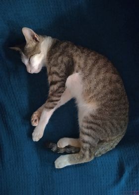 Sleeping Tabby Cat