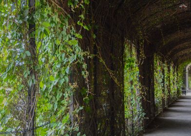 Vine Covered Walkway, Schönbrunn Palace