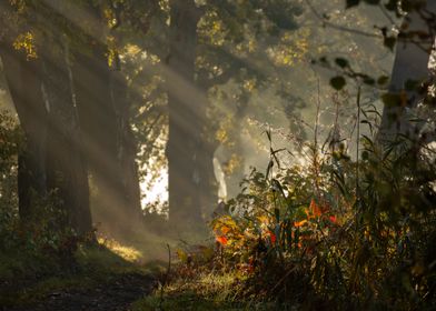 Sunbeams Through Foggy Forest