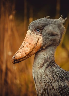 Shoebill Bird Portrait