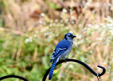 Watchful Perching Blue Jay