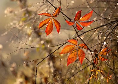 Autumn Leaves in Sunlight