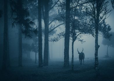 Misty Forest Deer