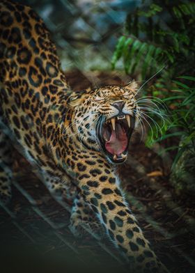 Yawning Leopard