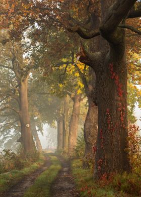 Autumn Forest Path