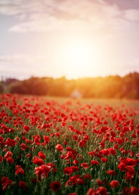 Poppy Field Sunset