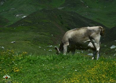 Cow Grazing in Mountain Meadow