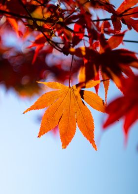 Autumn Maple Leaf