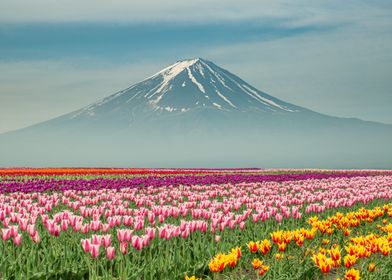 Landscape of Japan tulips with Mt.fuji in Japan.