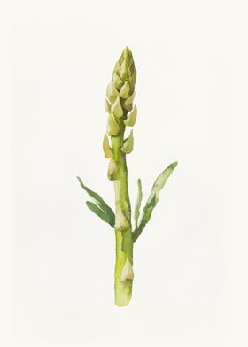 Watercolor Asparagus