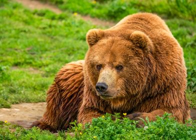 Brown Bear in Grass