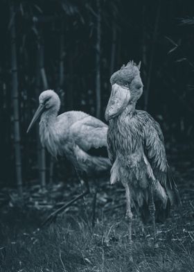 Shoebill and Stork