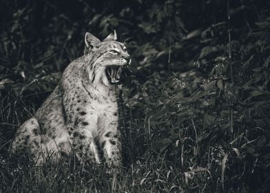 Yawning Lynx in Forest