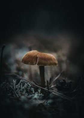 Mushroom in Forest