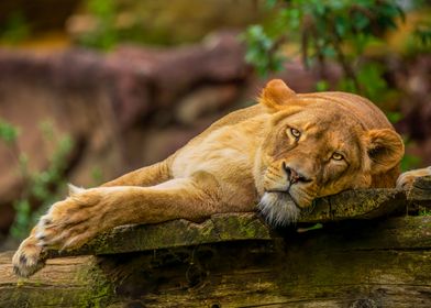 Lioness Resting on Log