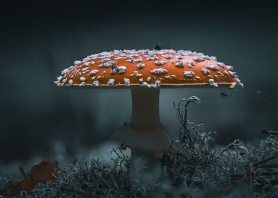 Red Mushroom