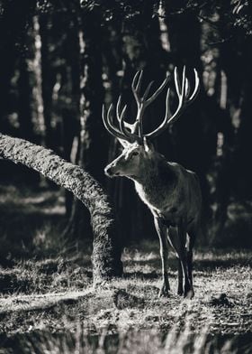 Majestic Deer in Forest