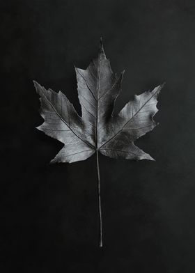 Single Black Leaf