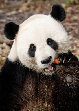 Panda Eating Carrot