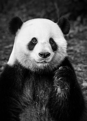 Black and White Panda Portrait