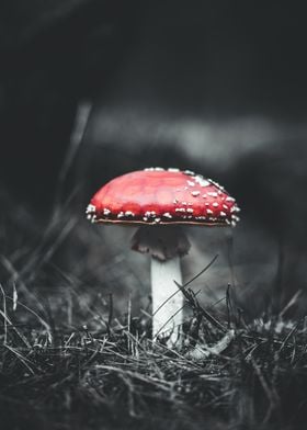 Red Mushroom in Forest