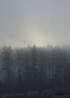 Misty forest at sunrise