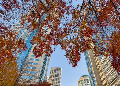 Autumn Leaves and Skyscrapers