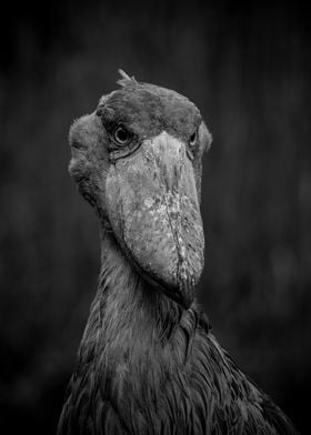 Shoebill Bird Portrait