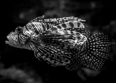 Lionfish in Black and White