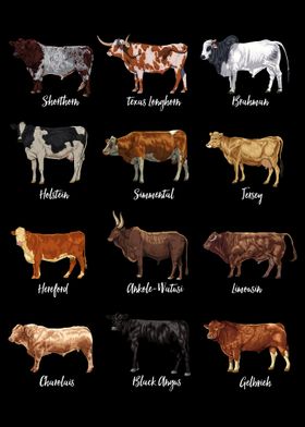 Cattle drawings - types of cows