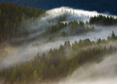 Misty Forest Landscape