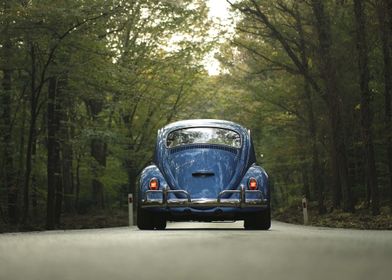 Blue Beetle on Forest Road