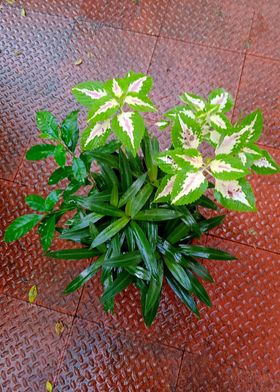 Green and White Variegated Plants